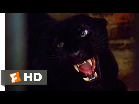 Cat People (1982) - Vicious Leopard Scene (3/10) | Movieclips