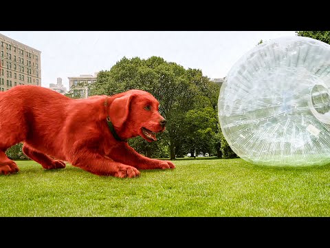 Clifford Plays Catch Scene - Clifford The Big Red Dog (2021) Movie Clip
