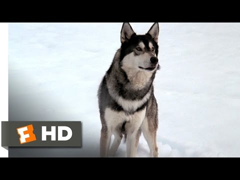 The Thing (1/10) Movie CLIP - The Norwegian Dog Hunt (1982) HD