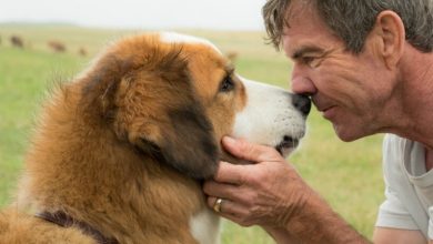 dogs-purpose-quaid