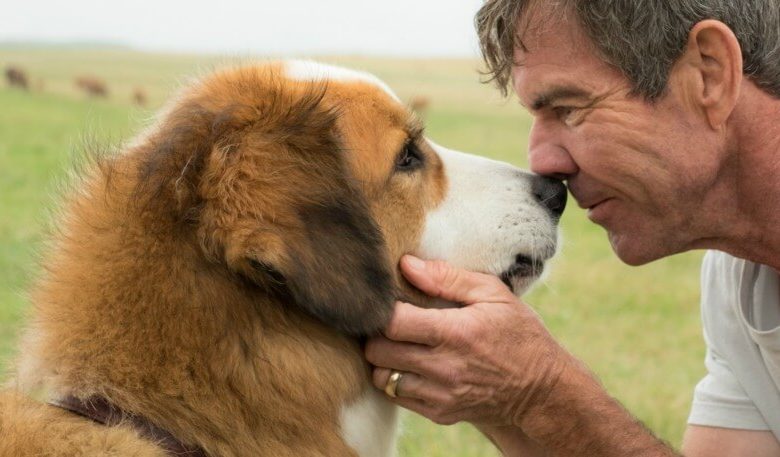 dogs-purpose-quaid
