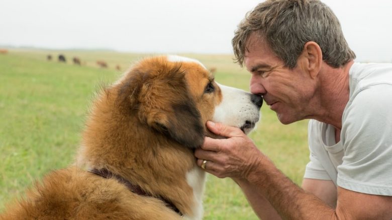 A Dog S Purpose Abuse Fake A Dog S Purpose Abuse Fake