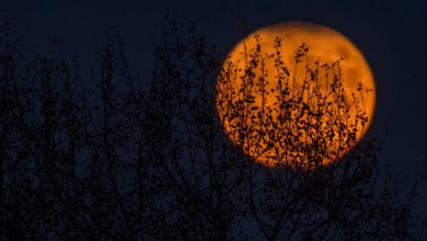 orange moon