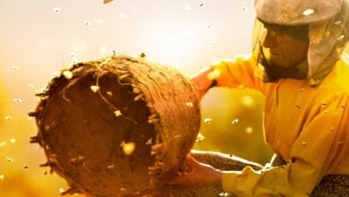Honeyland documentary review