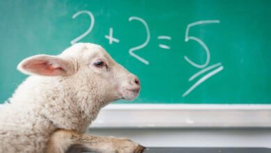 sheep doing math fact check