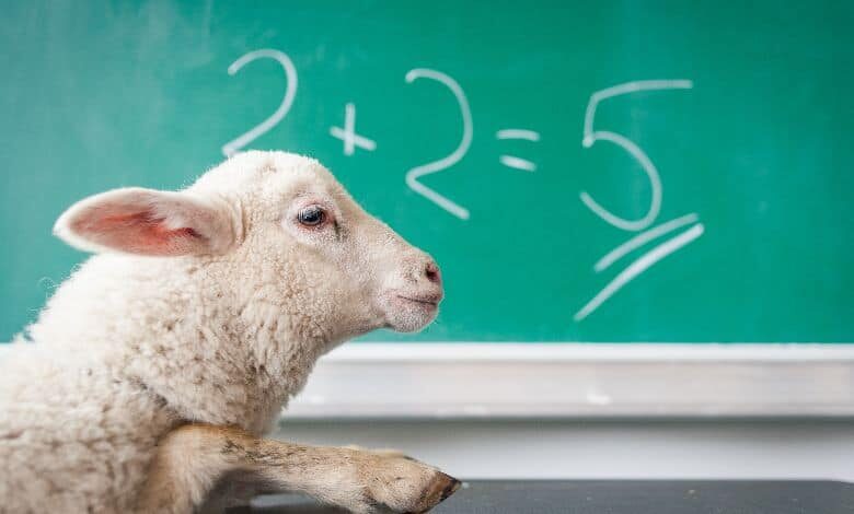 sheep doing math fact check
