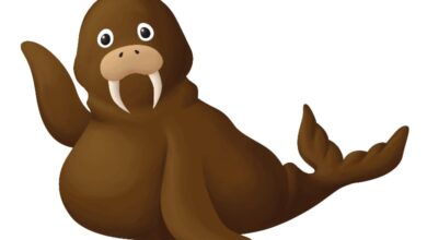 Black Walrus Joseph Caldara interview