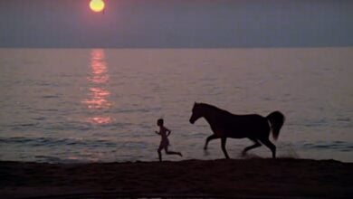 Black Stallion review 1979
