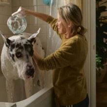 The Friend Naomi Watts bathes Apollo the dog