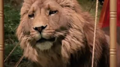 Chronicles of Narnia Aslan Meryl Streep