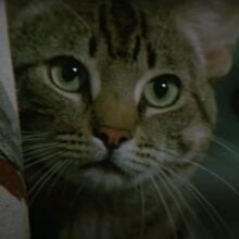 Cats Eye review 1985 stephen king
