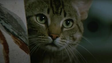 Cats Eye review 1985 stephen king