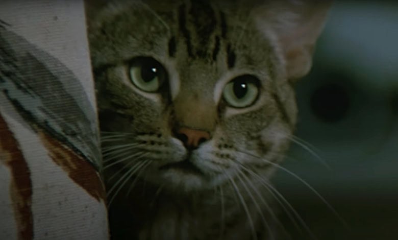 Cats Eye review 1985 stephen king