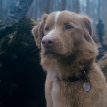 GOOD BOY review Indy