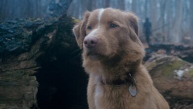 GOOD BOY review Indy