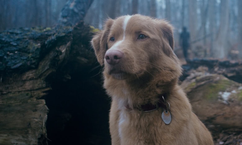 GOOD BOY review Indy